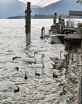 Wild birds feeding on Alpine lake Mondsee, Austria