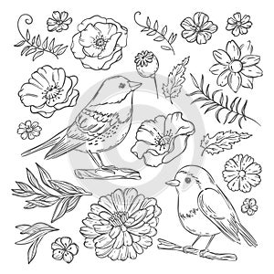 WILD BIRDS And Flowers Robin Finely Hand Drawn Illustration