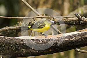 Wild birds flying free in the rainforest in Mindo, Ecuador