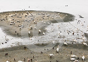 Wild birds on frozen Vistula river in Krakow, Poland.