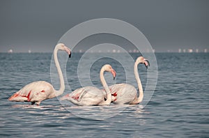 Wild birds. Group birds of white african flamingos walking around the blue lagoon on a sunny day