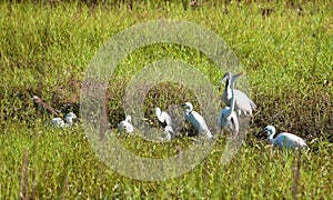 Wild Birds in Indian Greeen Field