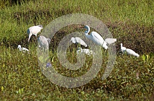 Wild Birds in Indian Greeen Field