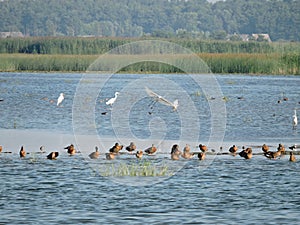 Wild birds in lake