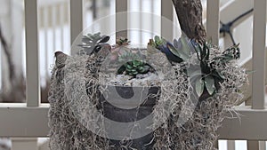 Wild birds land on a planter looking for food