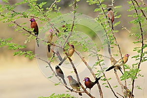 Wild Birds - Nature's box of Magic photo