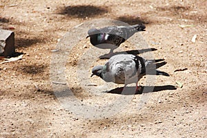 Wild birds pigeons peck at food on the street