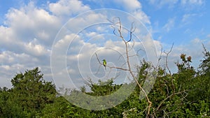 Wild birds in the reserve