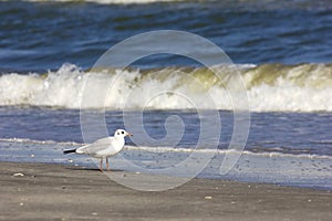 Wild birds on romanian beach