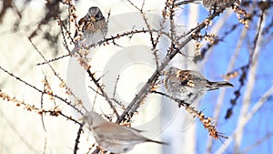 wild birds are saved from starvation in the gardens of the city