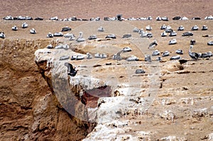 Wild birds and seagull on ballestas island, Peru