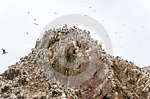 Wild birds and seagull on ballestas island, Peru