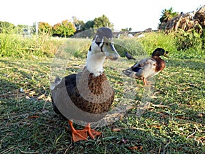 Wild birds on the shore of the pond.  Beautiful group of ducks and mallards at sunset.  Can be seen in the city park of Rome