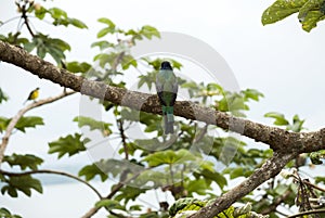 Wild birds on the shores of something peten itza.