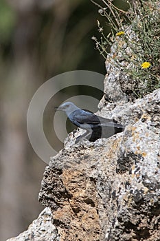 Wild birds in their natural environment. Birds in freedom.