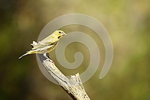 Wild birds in their natural environment. Birds in freedom.