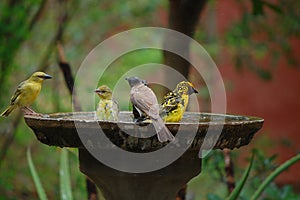 Wild birds in water