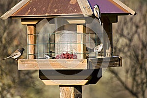 Wild Birds in Winter on Feeder