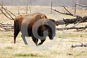 Wild bison photo