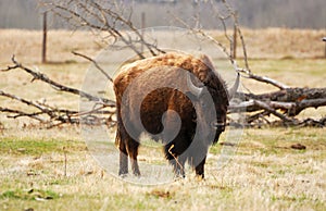 Wild bison photo