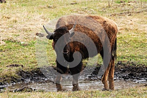 Wild bison photo