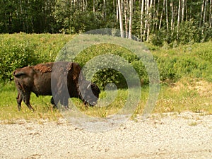 Wild Bison, Alaska