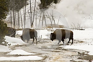 Wild bison or American buffalo in Upper Geyser Basin, Yellowstone National Park photo