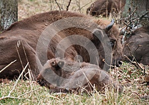 Wild bison Bison bonasus resting with a small bison on grass in Prioksko-Terrasny Nature Reserve