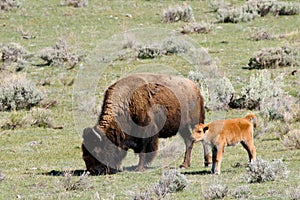 Wild Bison Buffalo Cow and Calf