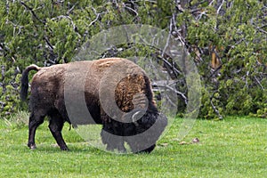 Wild bison buffalo grazing - Yellowstone National Park - mountai
