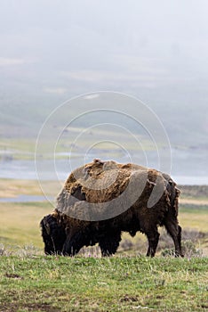 Wild bison buffalo grazing - Yellowstone National Park - mountai