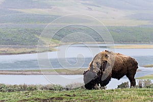 Wild bison buffalo grazing - Yellowstone National Park - mountai