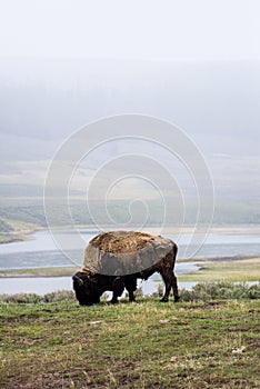 Wild bison buffalo grazing - Yellowstone National Park - mountai