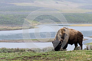 wild bison buffalo grazing - Yellowstone National Park - mountain wildlife