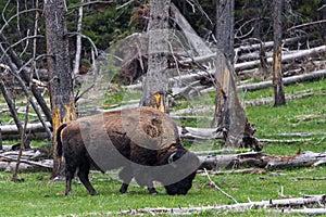 wild bison buffalo grazing - Yellowstone National Park - mountain wildlife