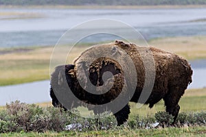 wild bison buffalo grazing - Yellowstone National Park - mountain wildlife