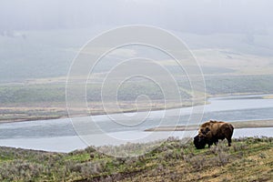 wild bison buffalo grazing - Yellowstone National Park - mountain wildlife