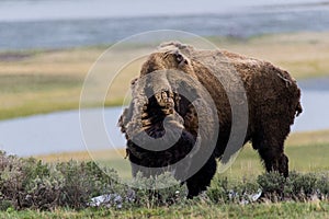 wild bison buffalo grazing - Yellowstone National Park - mountain wildlife