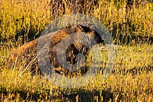 Wild Bison calf at Yellowstone