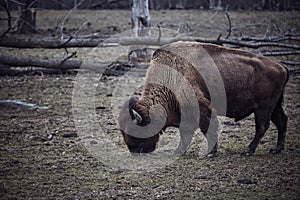 Wild bison grazing grass
