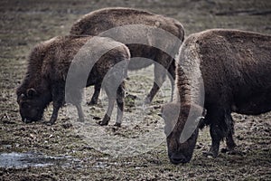 Wild bison grazing grass