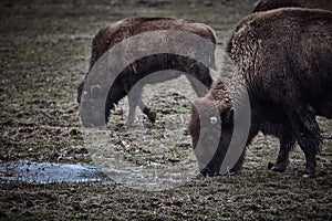 Wild bison grazing grass