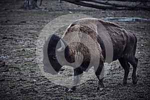 Wild bison grazing grass