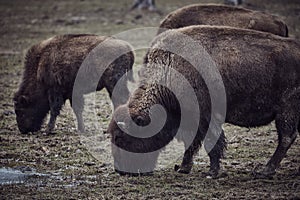 Wild bison grazing grass