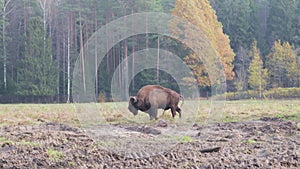 Wild bison on grazing pinches pipi grass hump and powerful horns