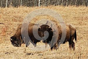 Wild bison herd