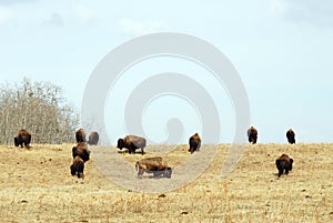 Wild bison herd