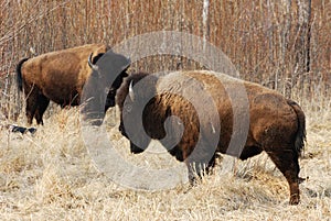 Wild bison herd