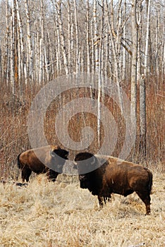 Wild bison herd