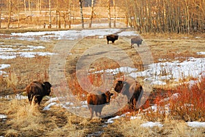 Wild bison herd